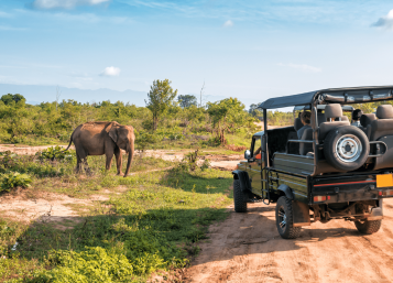 Hombre conduciendo un coche por un terreno de tierra asfaltado donde se puede apreciar al elefante que hay enfrente del coche